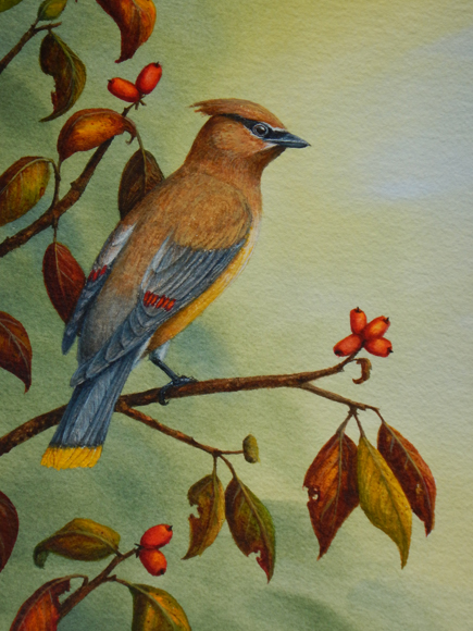 Cedar Waxwing